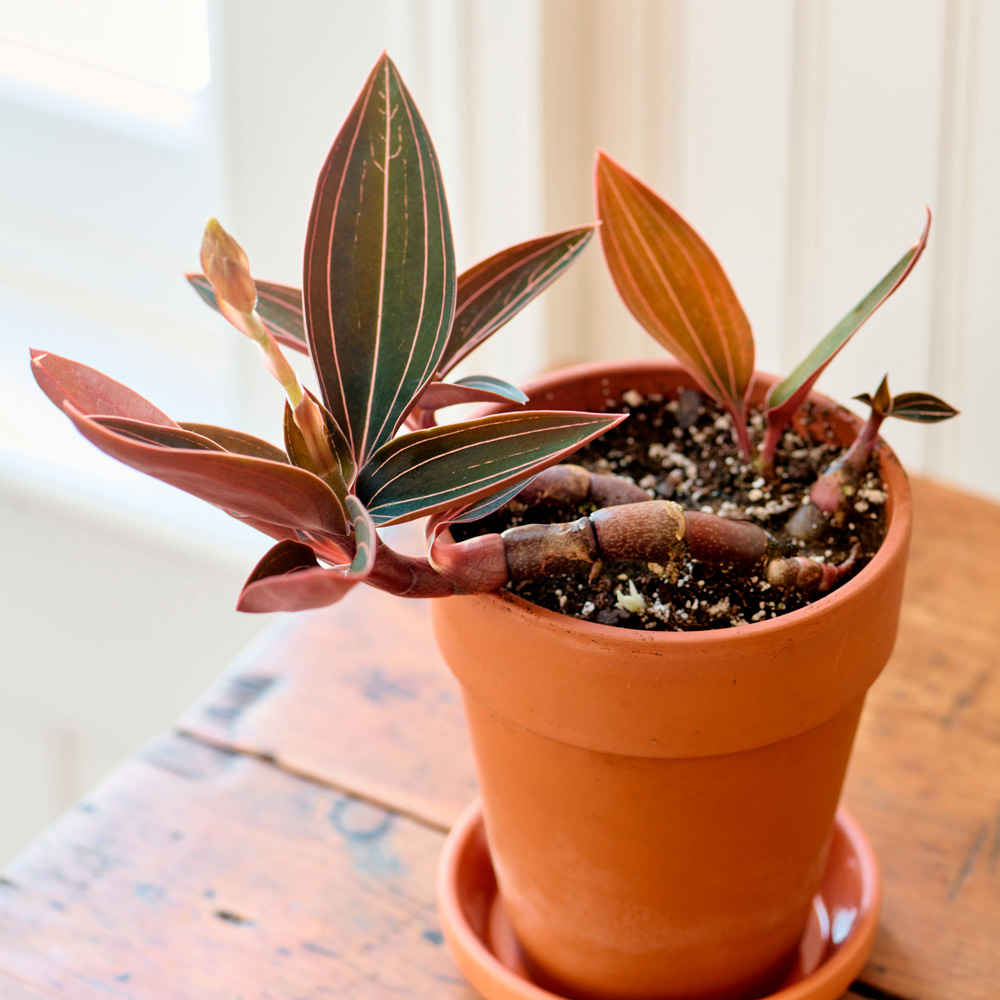 Jewel Orchid in terracotta long tom pot with saucer | White Flower