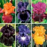  Bold Tall Bearded Iris Collection