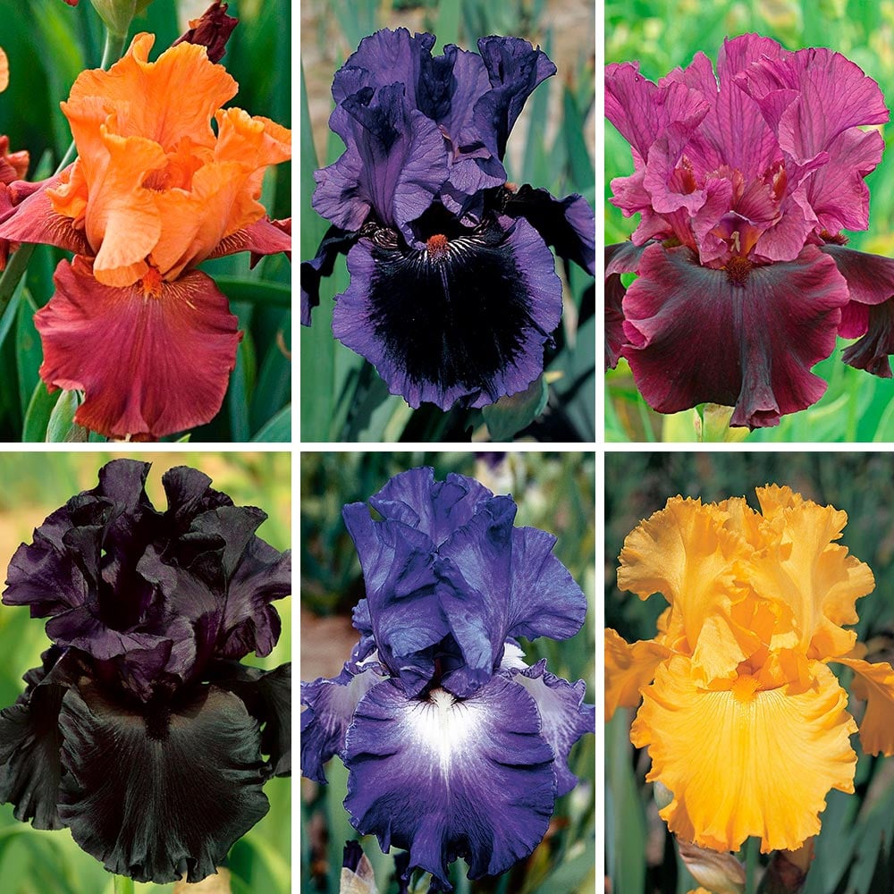 bold tall bearded iris collection | white flower farm