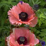  Papaver orientale 'Aglaja'