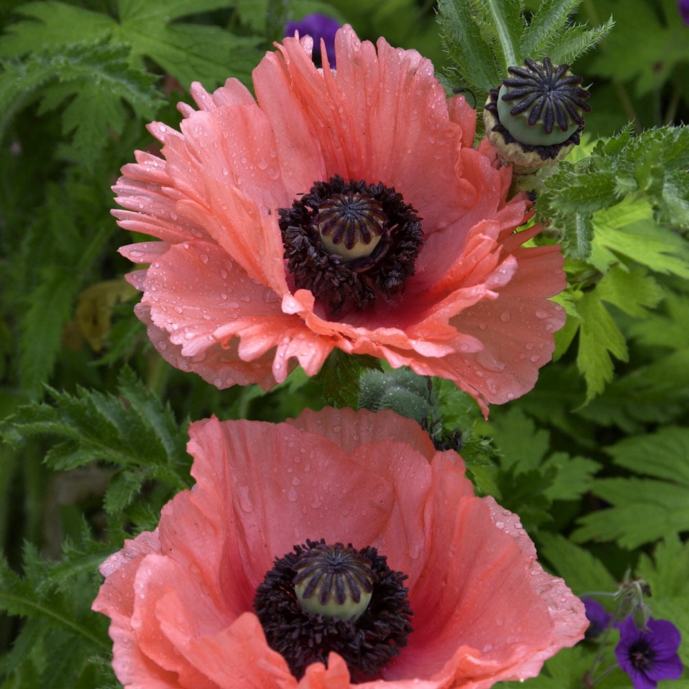 Papaver orientale 'Aglaja'