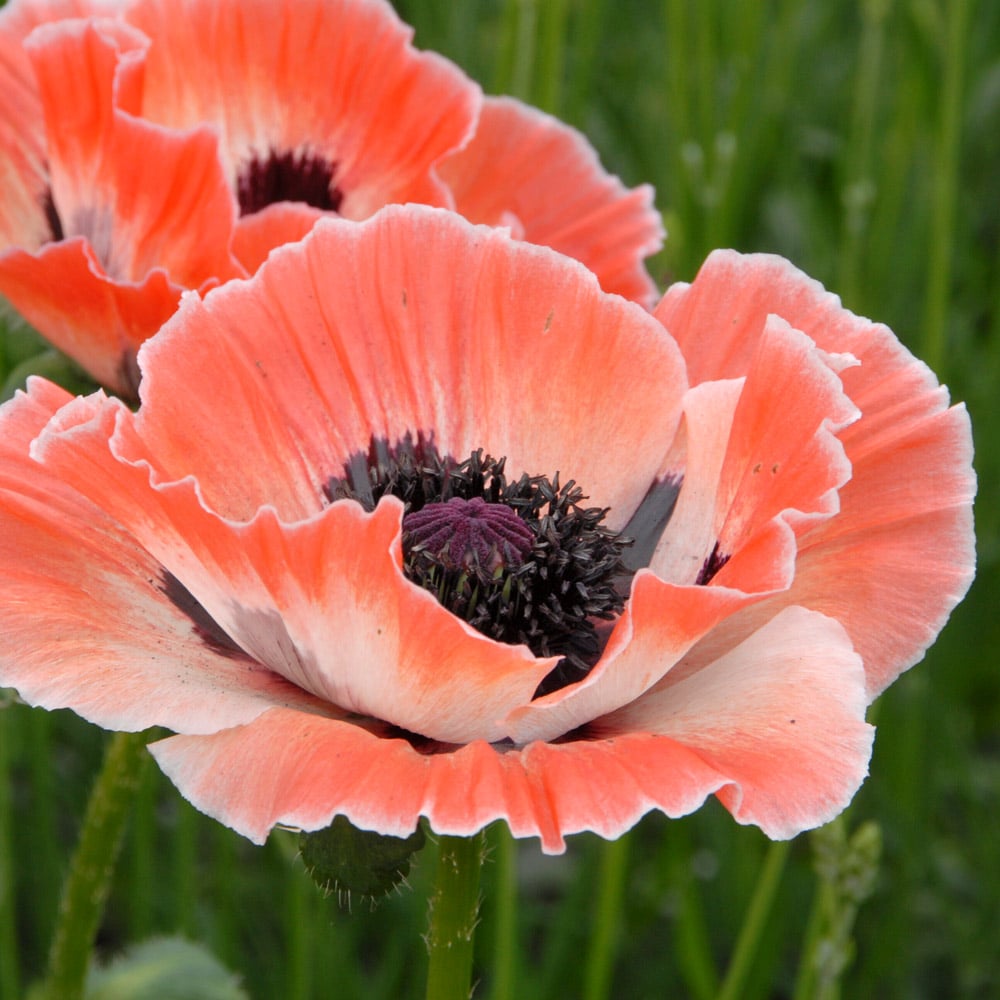 Papaver orientale 'Carnival'