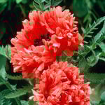  Papaver orientale 'Garden Glory'