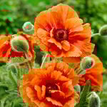  Papaver orientale 'Harvest Moon'