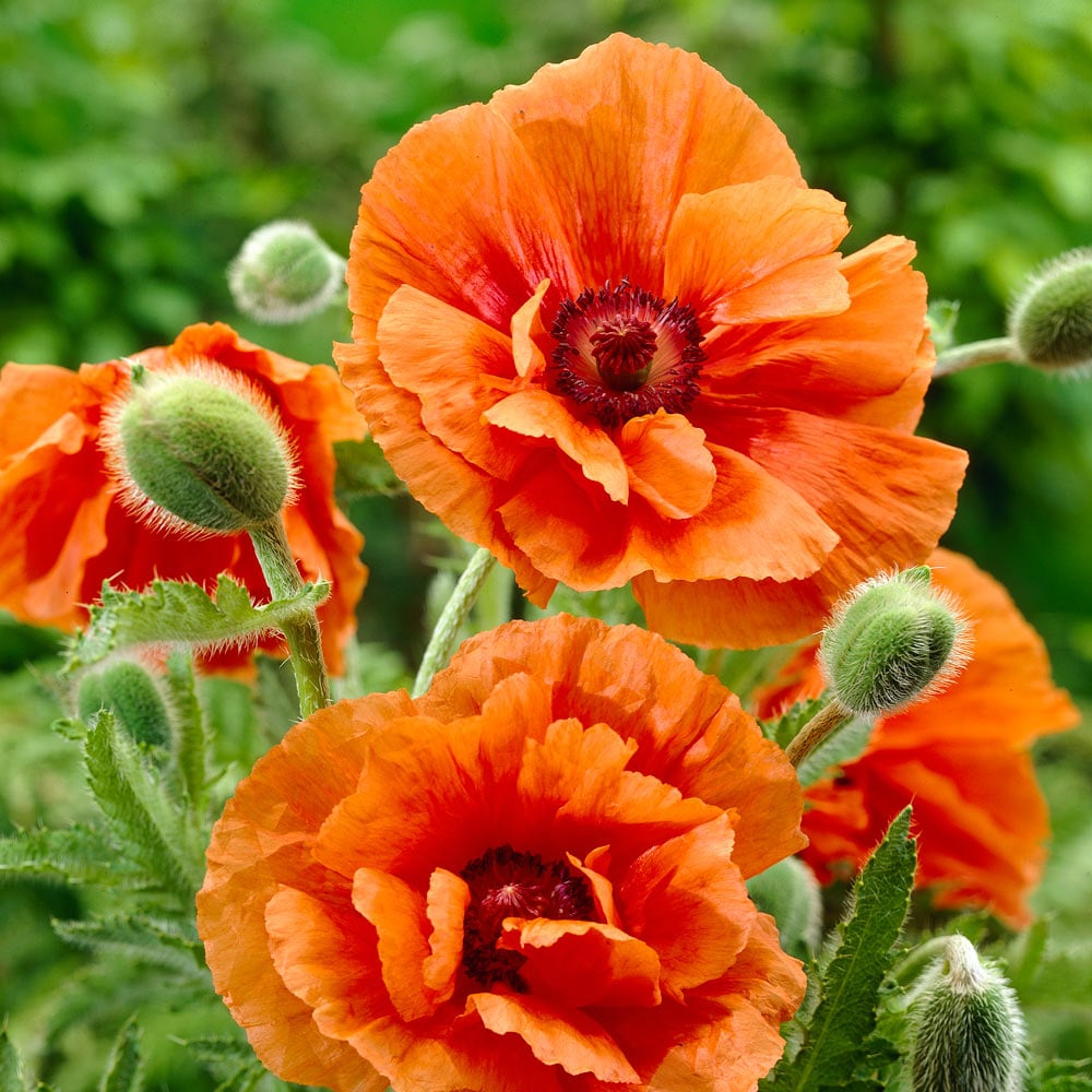 Papaver orientale 'Harvest Moon'