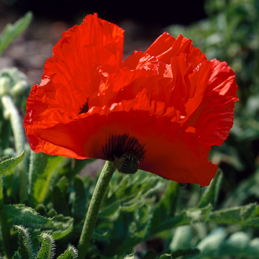 Papaver orientale 'Marcus Perry'