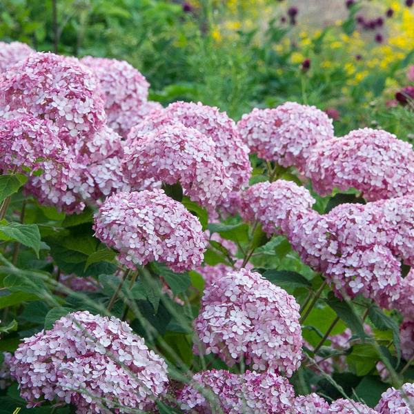 <strong>Saturday, June 24 - 10 a.m. - 11 a.m.</strong> Secrets to Great Hydrangeas 