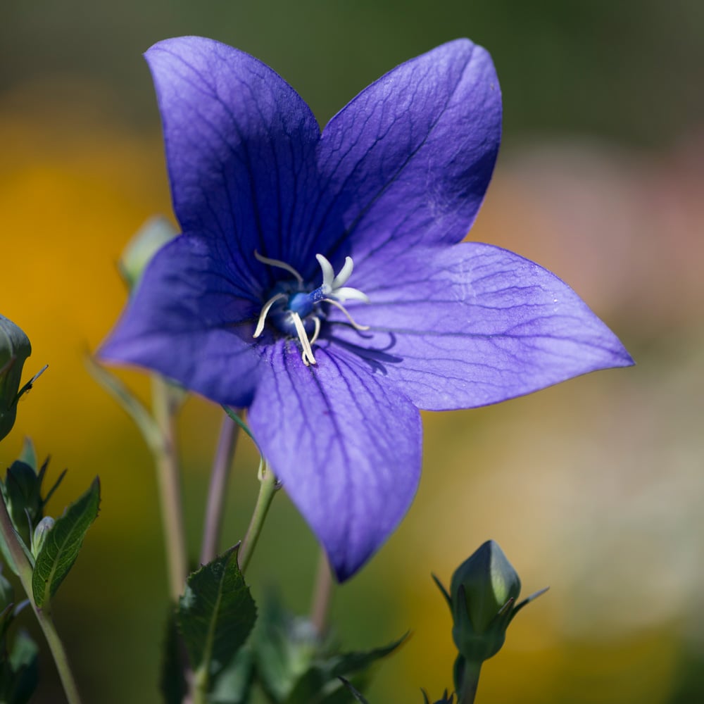 Platycodon grandiflorus 'Astra Blue'