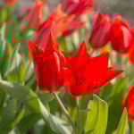  Tulip praestans 'Zwanenburg Variety'