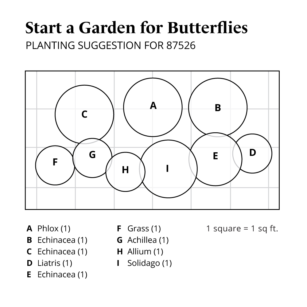 Start a Garden for Butterflies White Flower Farm