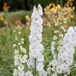  Delphinium elatum 'Double Innocence'