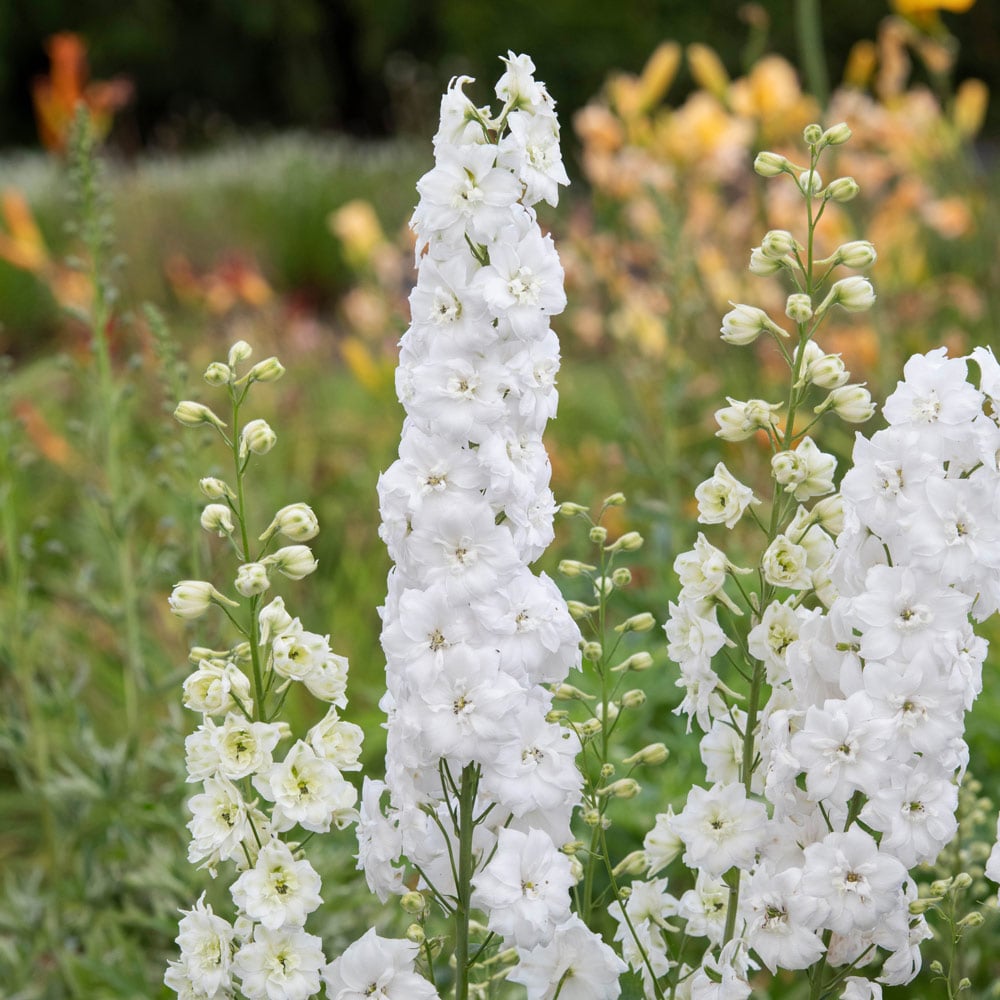 Delphinium elatum 'Double Innocence'