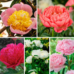  The Peony Parade Collection