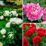 Fragrant Peony Collection