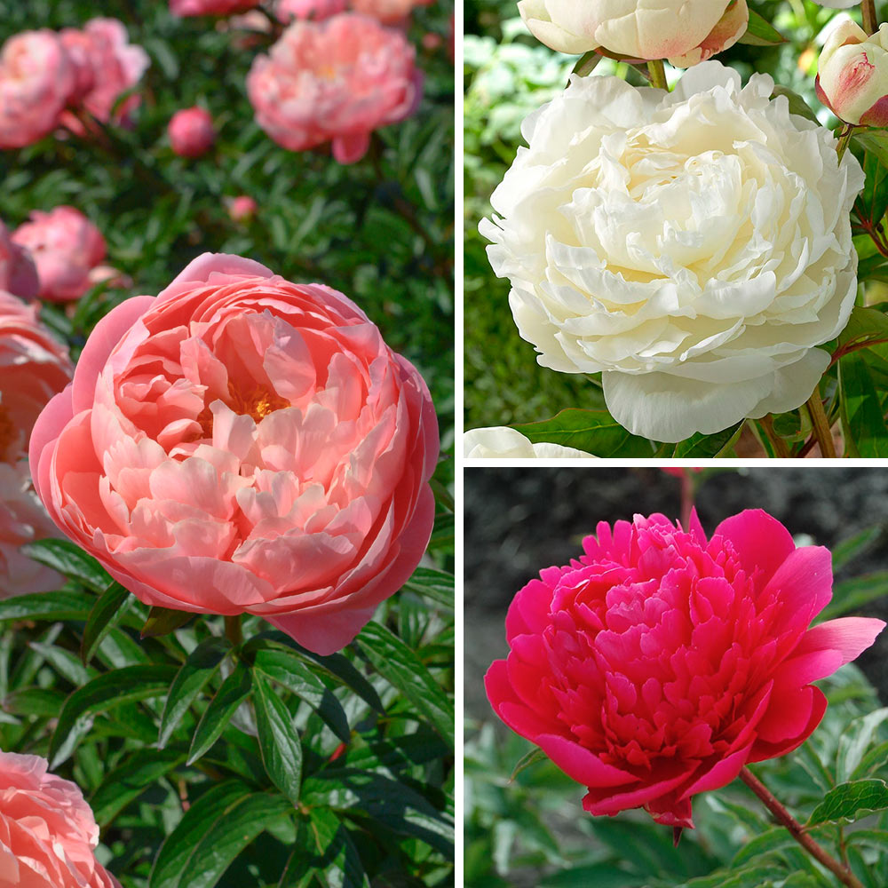 Award-Winning Peony Trio