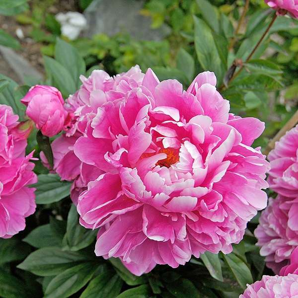 Fragrant Pink Peony Collection White Flower Farm