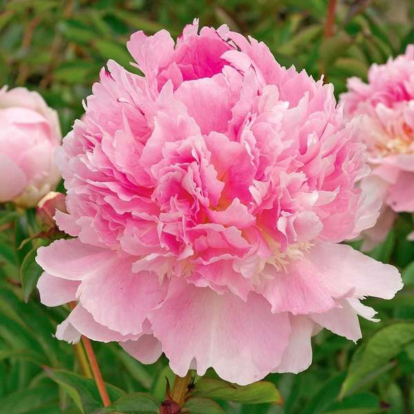 Fragrant Pink Peony Collection White Flower Farm