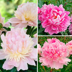  Fragrant Pink Peony Collection