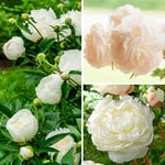  Fragrant White Peony Collection