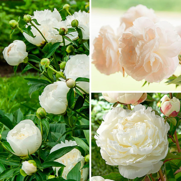 Fragrant White Peony Collection White Flower Farm