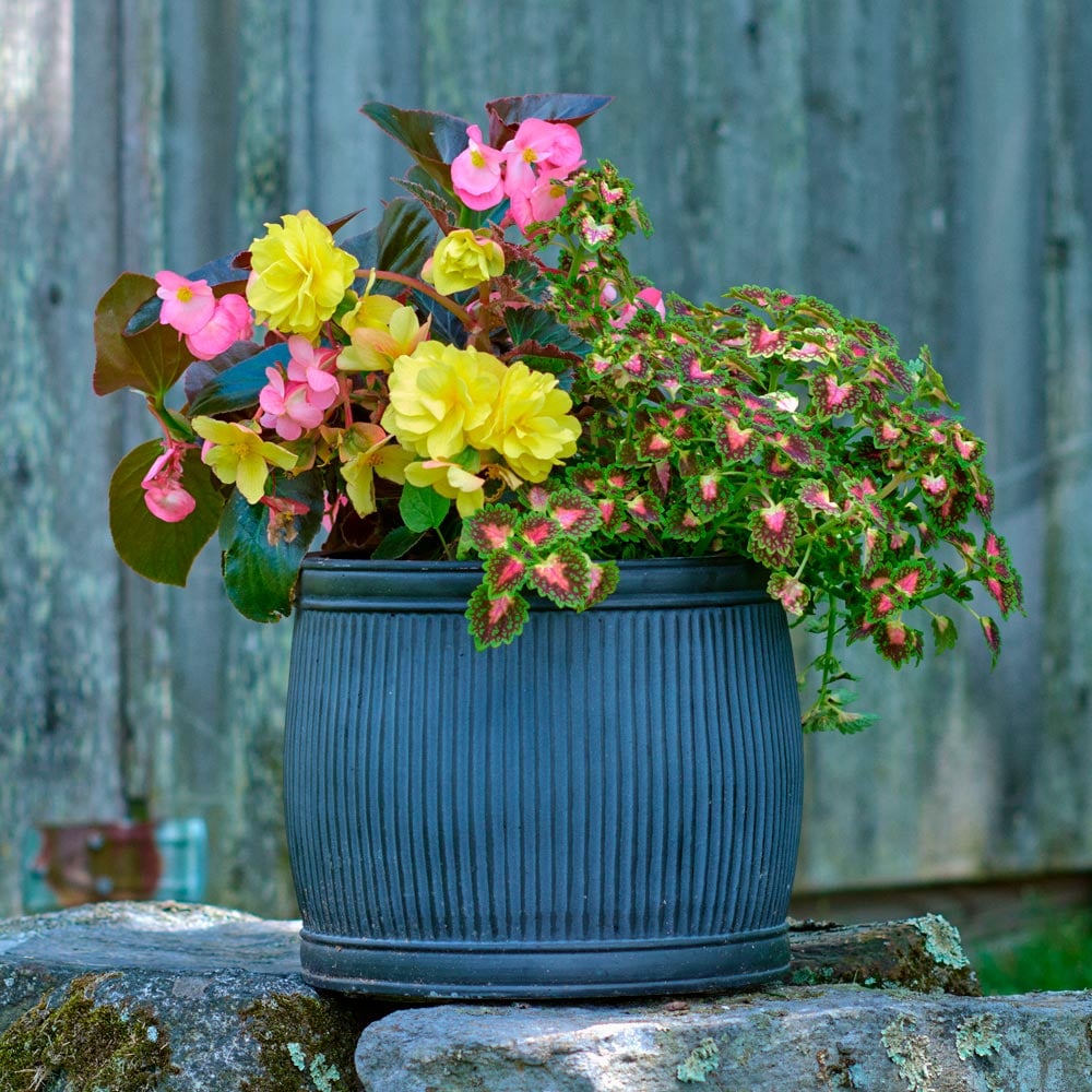 Pink Lemonade Annual Trio