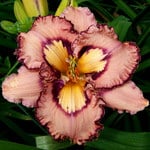  Hemerocallis (Daylily) 'Brouhaha' - Reblooming