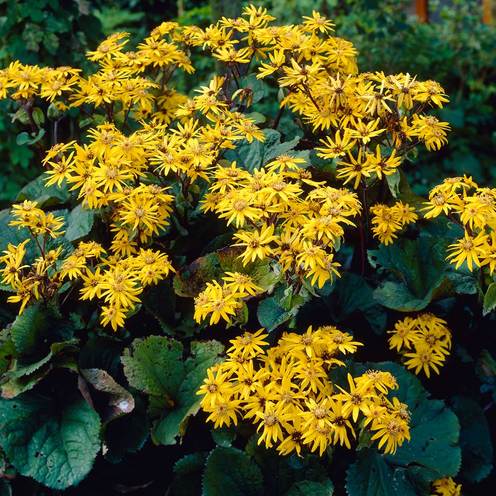 Ligularia dentata 'Othello'