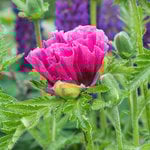  Papaver orientale 'Bolero'