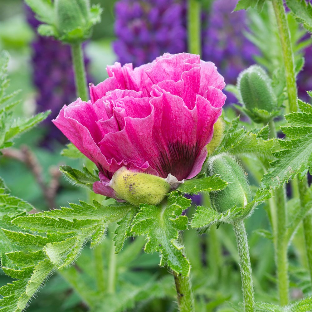 Papaver orientale 'Bolero'