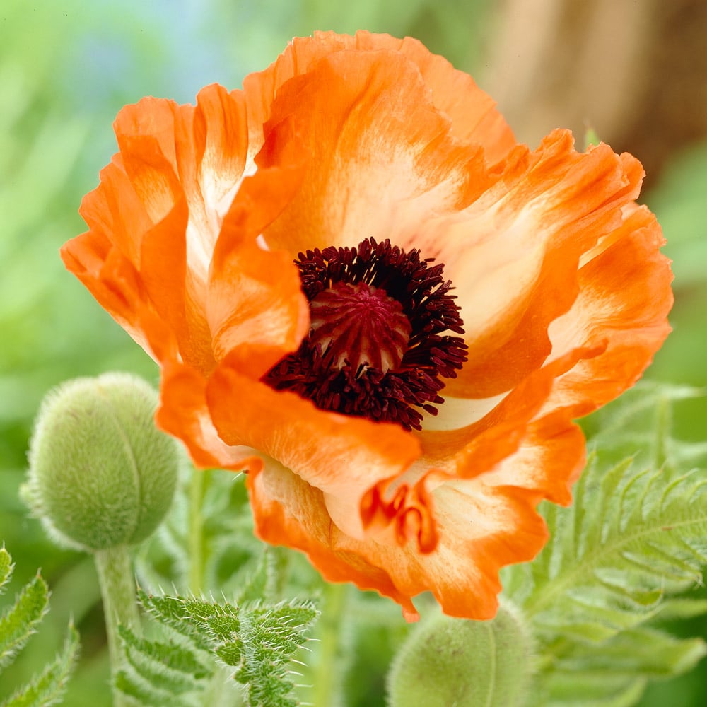 Papaver orientale 'Flamenco'