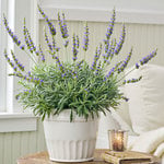  Lavender 'Goodwin Creek Grey' in ceramic cachepot