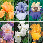  Summer Fling Reblooming Iris Collection