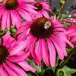 Coneflower