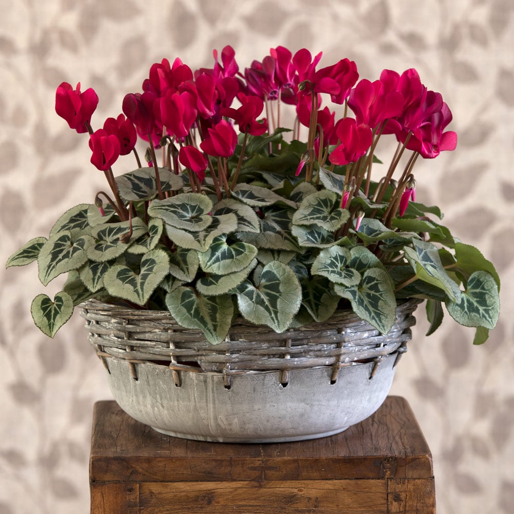 Cyclamen Silverleaf Deep Magenta, 4 pots in metal bowl