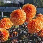  Dahlia 'David Howard'