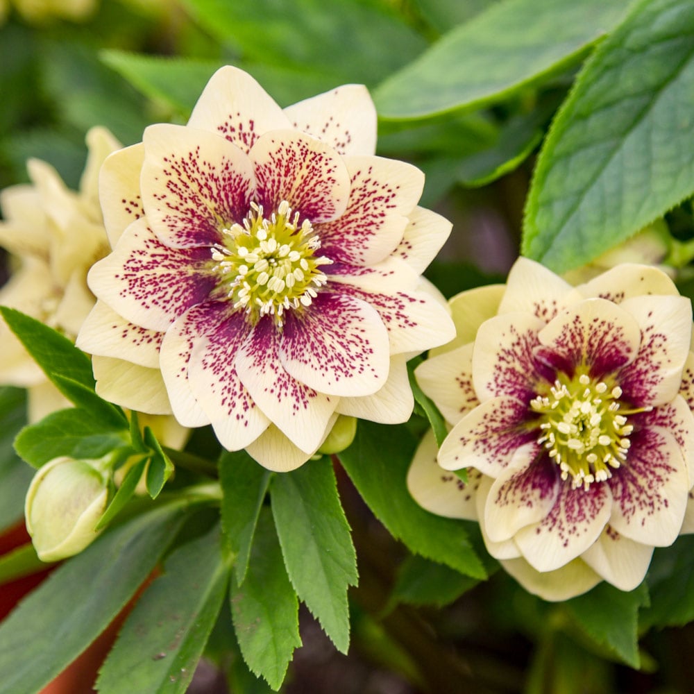 Helleborus Wedding Party® 'Father of the Bride'