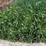  French Tarragon