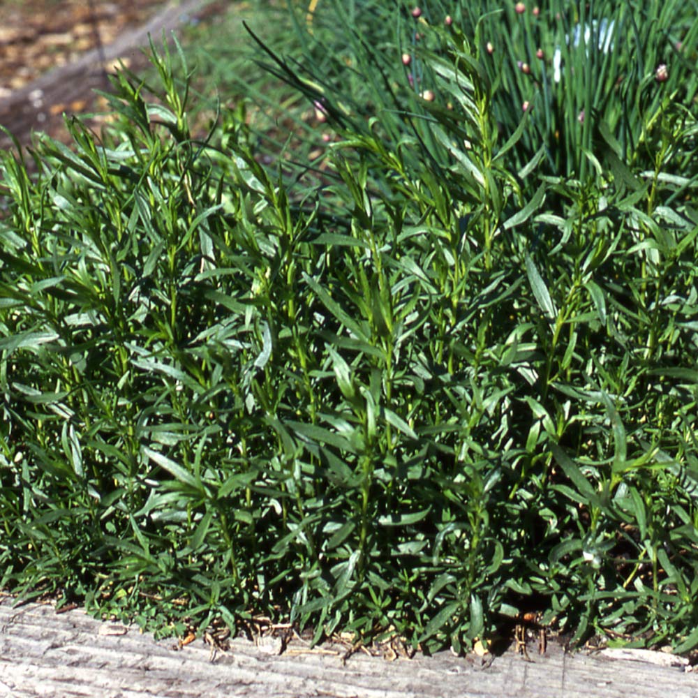 French Tarragon