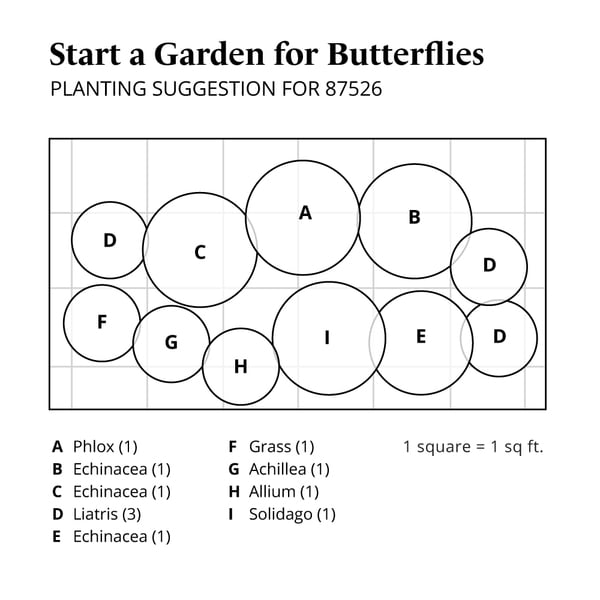 Start a Garden for Butterflies White Flower Farm