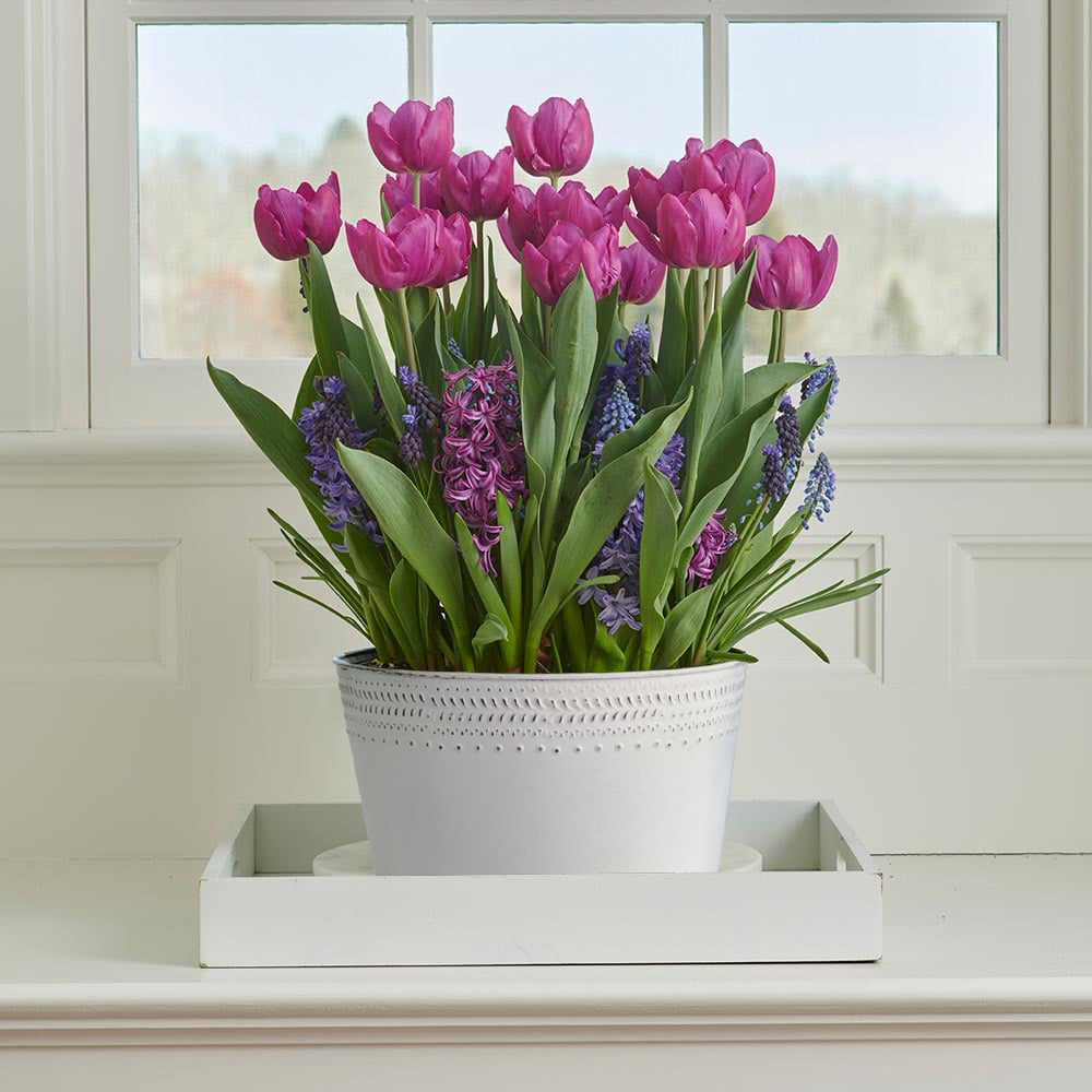 Spring Sonata Bulb Garden in X-large metal cachepot