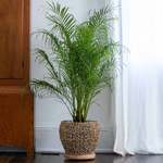 Indoor Palm Plants