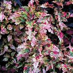  Coleus 'Rattlesnake'