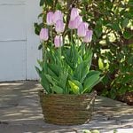  Tulip 'Candy Prince,' Ready-to-Bloom Basket