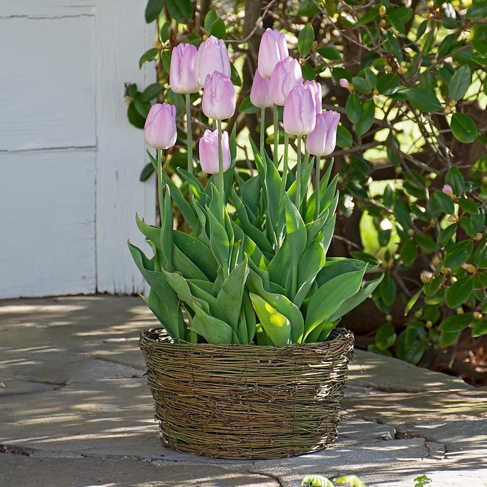 Tulip 'Candy Prince,' Ready-to-Bloom Basket