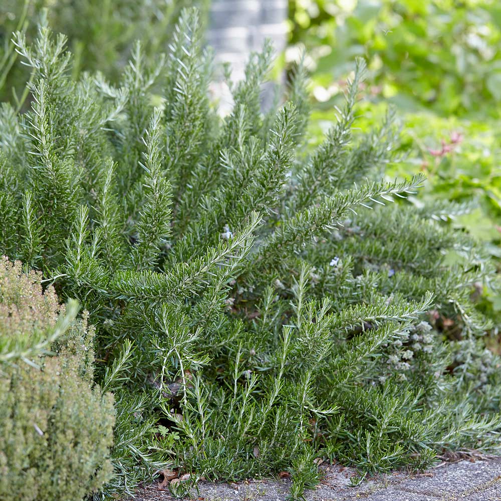 Rosemary officinalis Prostratus