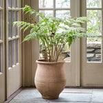  Australian Tree Fern