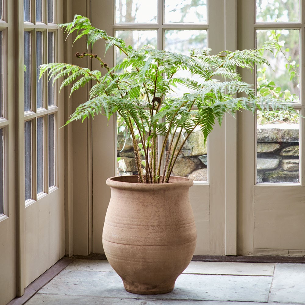 Australian Tree Fern