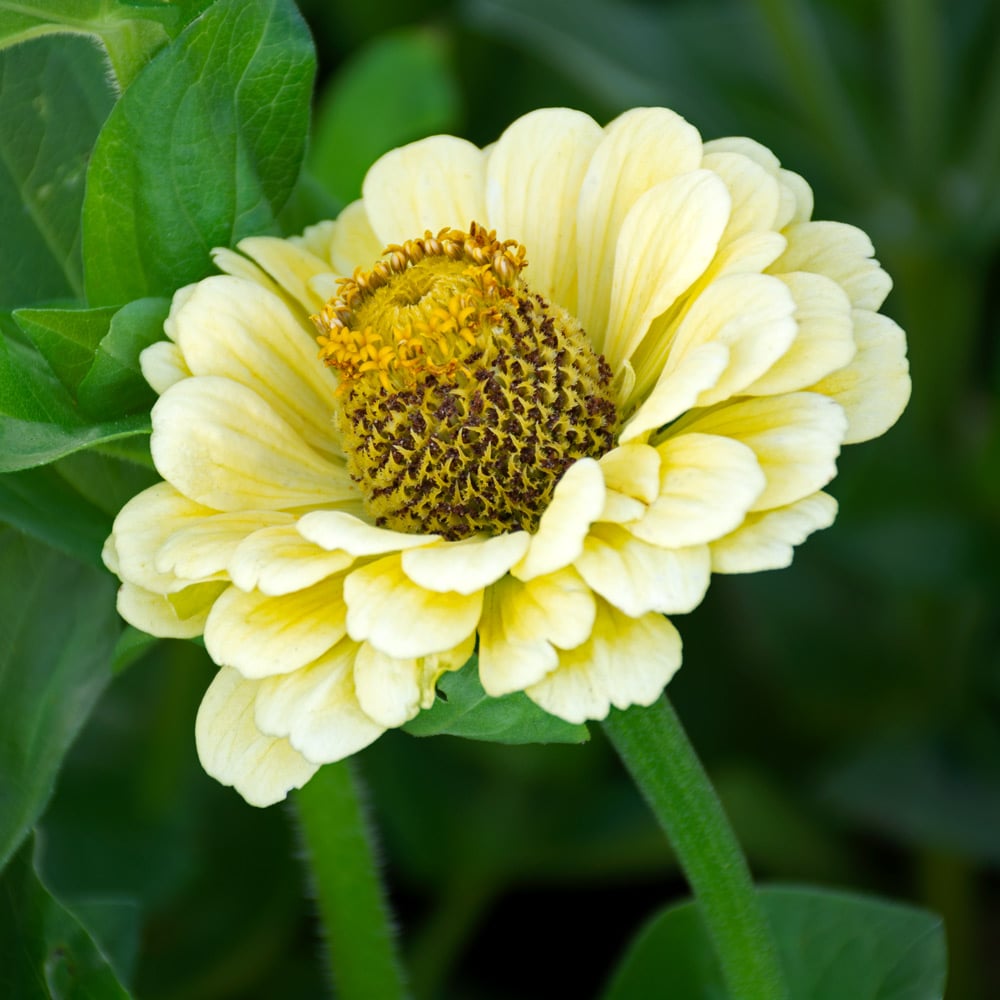 Zinnia elegans 'Isabellina'