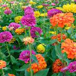  Zinnia elegans Bling Bling Mix