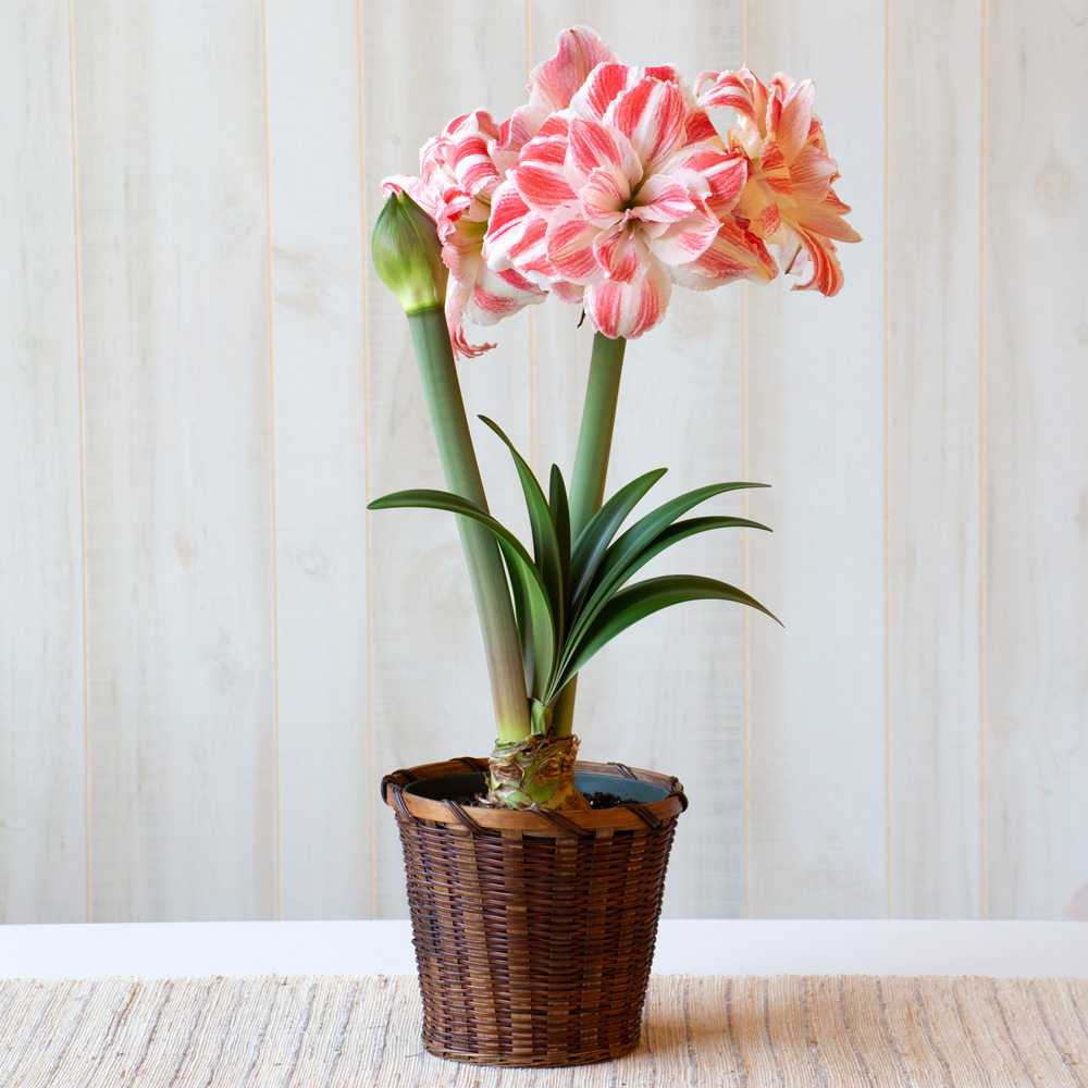 Amaryllis 'Amazing Belle'